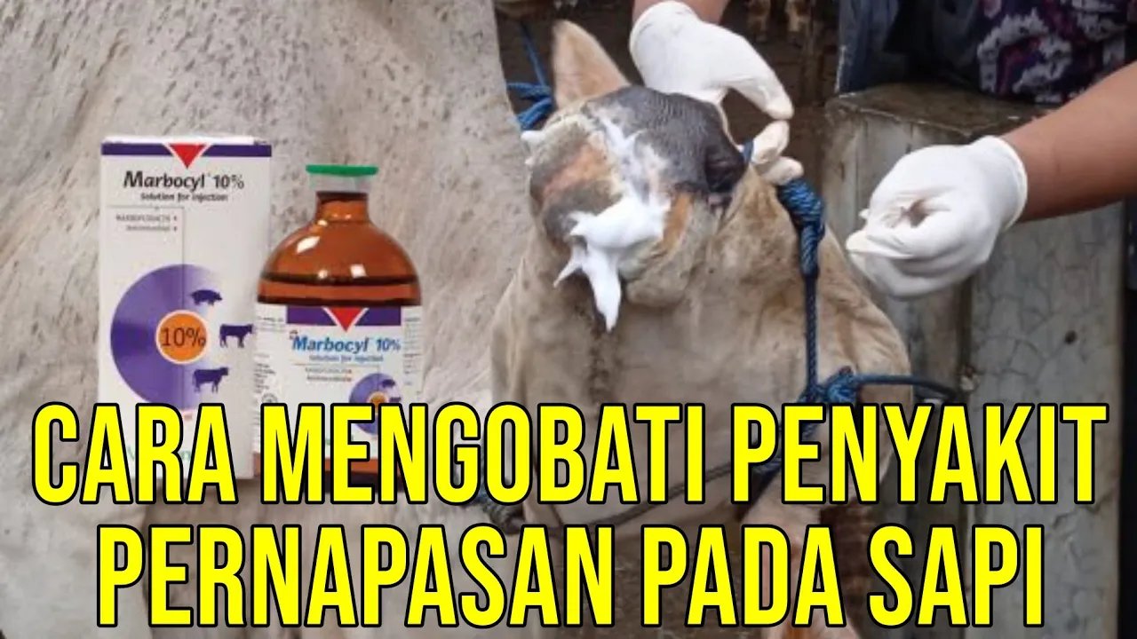 
                                 Mengobati-Penyakit-Pernapasan-Sapi